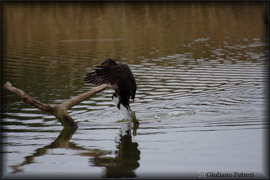cormorano vs cormorano.